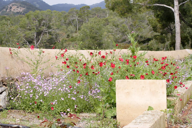 Lokation: Spanien | Baleares | Palma De Mallorca | el Terreno Kategorien: Datum: 02.04.2009