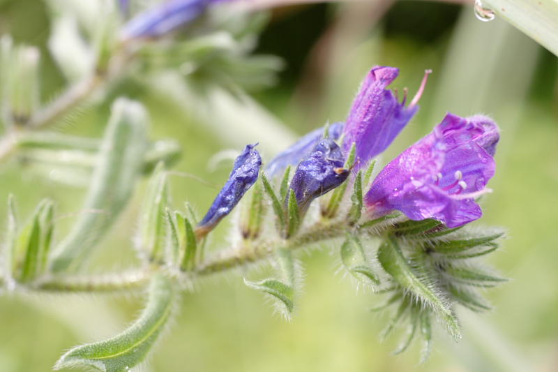 Echium plantagineum, Lokation: Spanien | Baleares | Palma De Mallorca | el Terreno Kategorien: Familie: Boraginaceae (Rauhblattgewächse ), Datum: 02.04.2009
