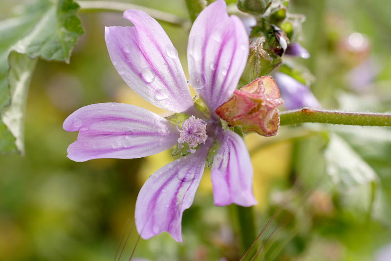 Lavatera cretica, Lokation: Spanien | Baleares | Palma De Mallorca | el Terreno Kategorien: Familie: Malvaceae (Malvengewächse ), Datum: 02.04.2009
