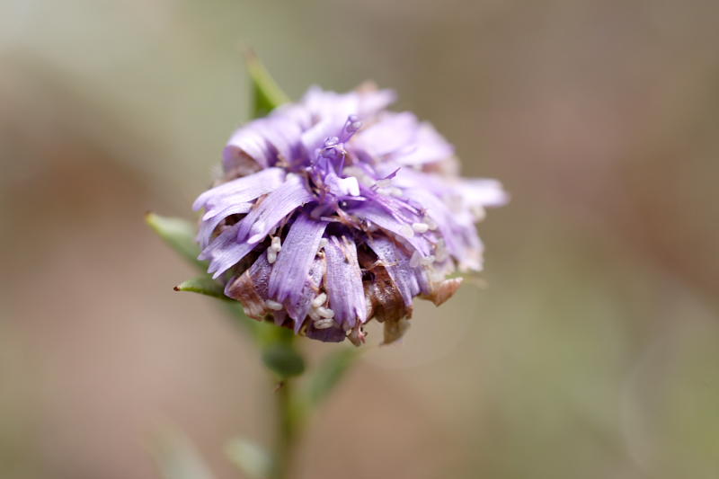 Globularia alypum, Lokation: Spanien | Baleares | Palma De Mallorca | el Terreno Kategorien: Familie: Plantaginaceae (Wegerichgewächse ), Datum: 02.04.2009