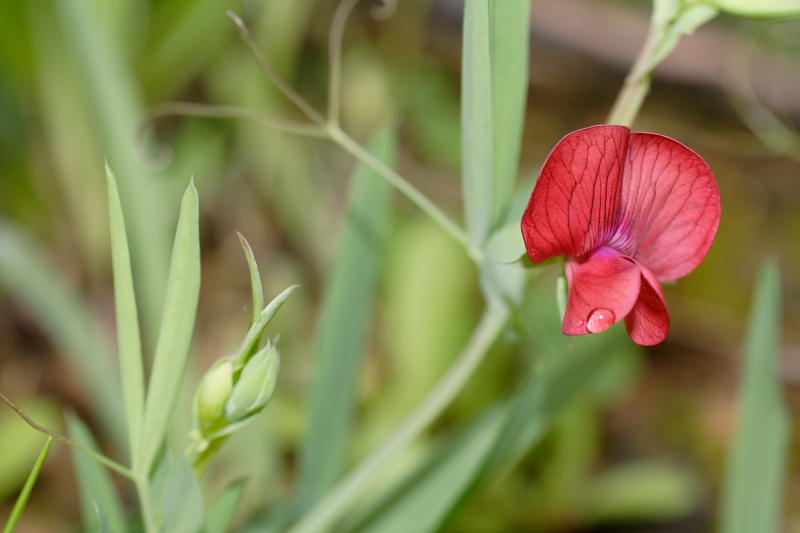 Lathyrus cicera, Lokation: Spanien | Baleares | Palma De Mallorca | el Terreno Kategorien: Familie: Fabaceae (Schmetterlingsblütler ), Datum: 02.04.2009