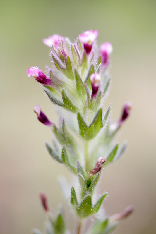 ?, Lokation: Spanien | Baleares | Palma De Mallorca | el Terreno Kategorien: Datum: 02.04.2009