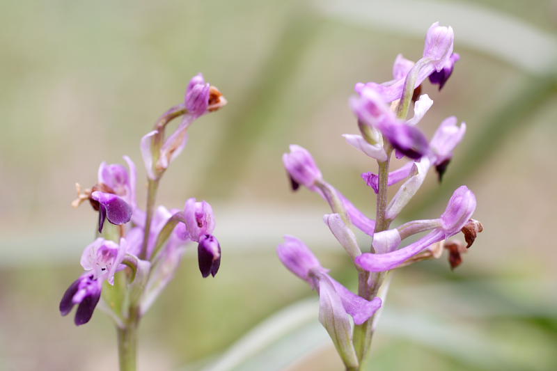 Orchis longicornu, Lokation: Spanien | Baleares | Palma De Mallorca | el Terreno Kategorien: Familie: Orchidaceae (Orchideen ), Datum: 02.04.2009