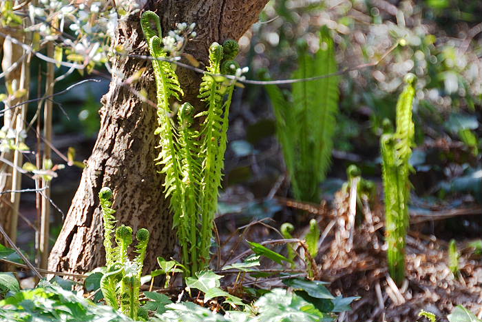 Kategorien: Naturgarten, Datum: 09.04.2005