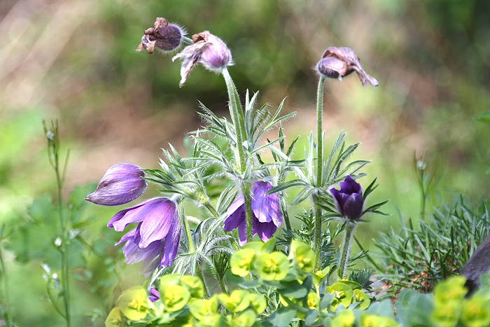 Kategorien: Habitus, Naturgarten, Datum: 09.04.2005