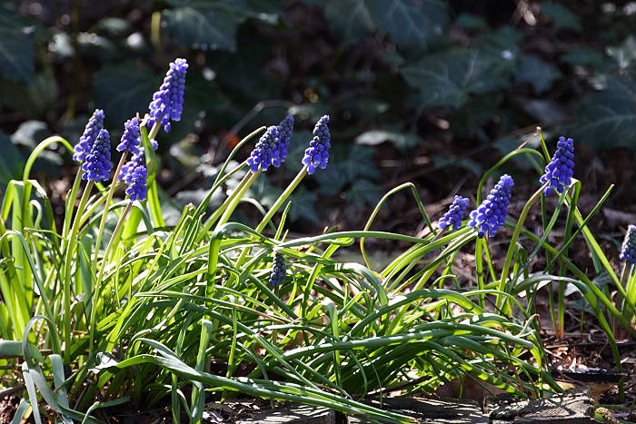 Kategorien: Habitus, Naturgarten, Datum: 09.04.2005