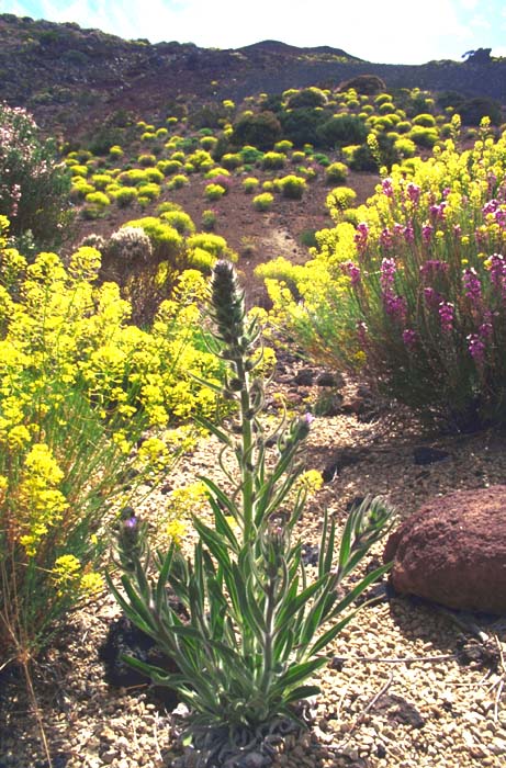 Echium auberianum, Lokation: Caldera de las Cañadas Kategorien: Vegetation, Datum: 29.05.1993