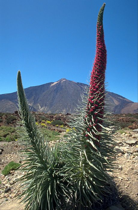 Echium wildpretii, Lokation: Teneriffa, Caldera de las Cañadas Kategorien: Vegetation, Datum: 29.05.1993