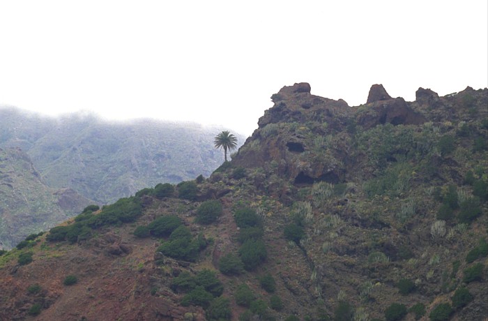 Phoenix canariensis, Lokation: Las Casas de Afur Kategorien: Vegetation, Datum: 02.06.1993