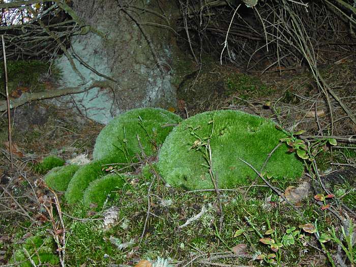 Lokation: Rupperath Kategorien: Vegetation, Datum: 24.10.2004