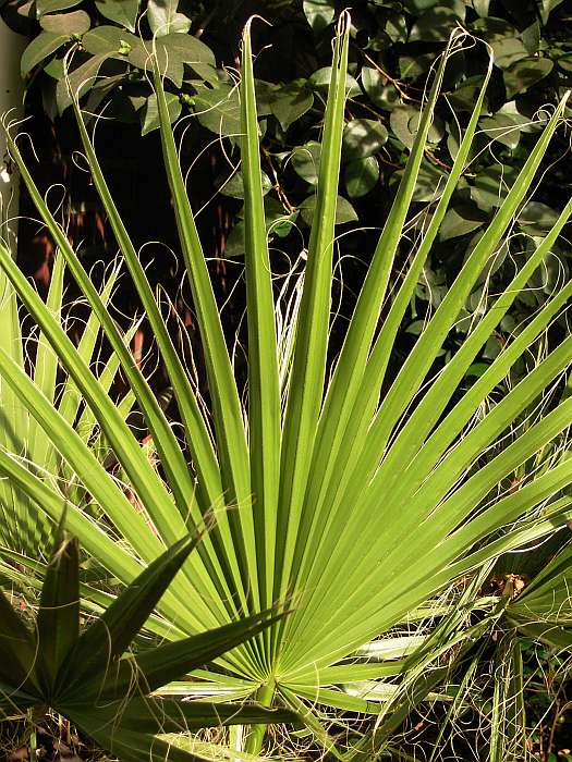 Lokation: Flora Köln Kategorien: Gewächshaus, Datum: 11.09.2004