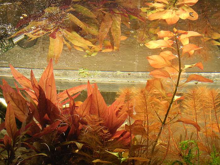 Lokation: Zuhause Kategorien: Aquarien, Datum: 10.11.2004
