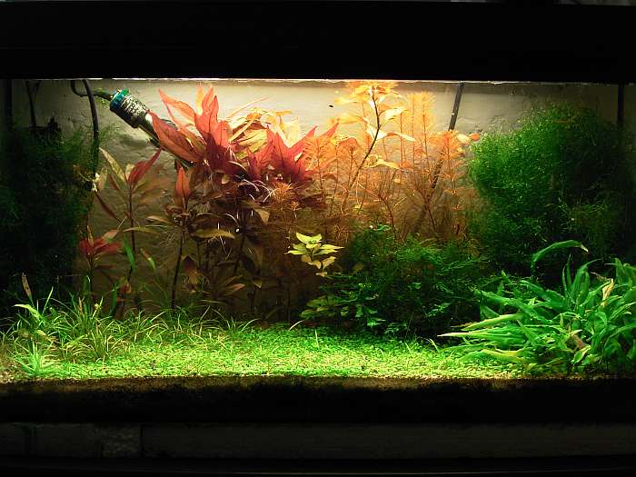 Lokation: Zuhause Kategorien: Aquarien, Datum: 10.11.2004