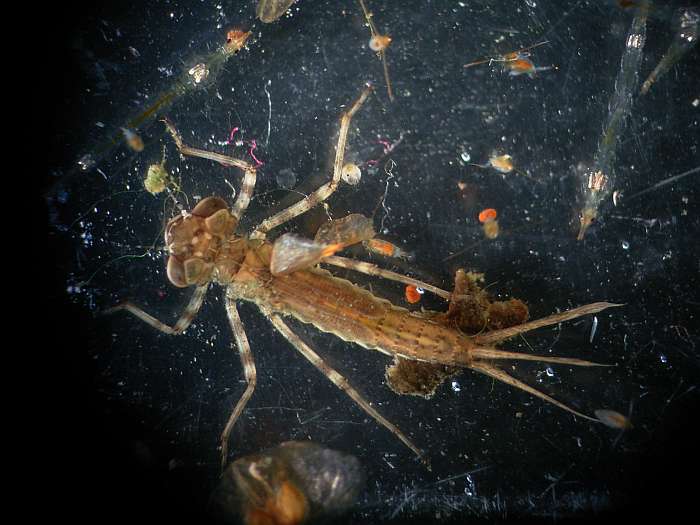 Lokation: Zuhause Kategorien: Mikro, Datum: 28.11.2004