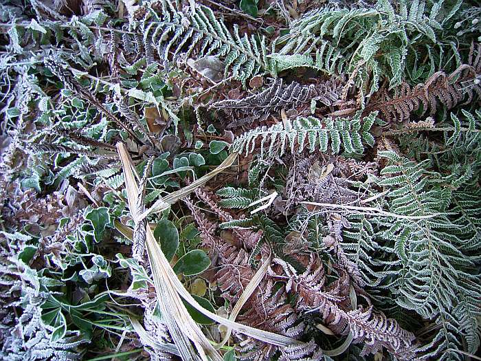 Lokation: Zuhause Kategorien: Winter, Datum: 21.12.2004