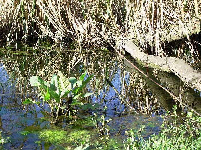 Lokation: NSG Kradepohlsmühlenweg Kategorien: Bach, Datum: 21.03.2005