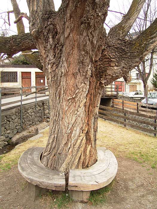 Lokation: Südtirol, Schlurns Kategorien: Baum, Datum: 29.03.2005