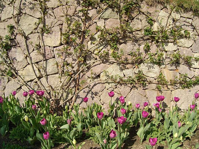 Lokation: Südtirol, Meran Kategorien: Habitus, Garten, Datum: 01.04.2005