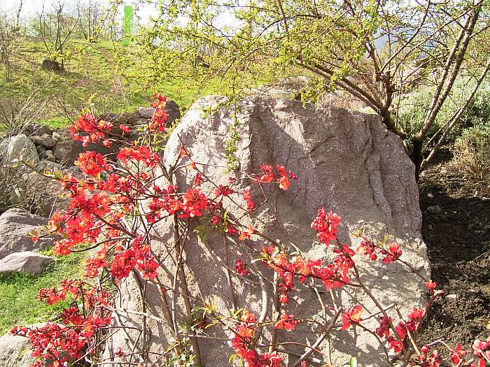 Lokation: Südtirol, Meran Kategorien: Garten, Datum: 01.04.2005