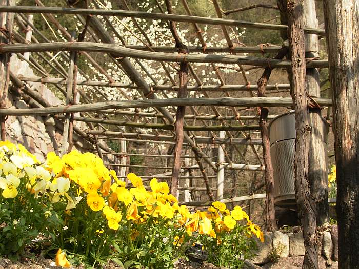 Lokation: Südtirol, Meran Kategorien: Garten, Datum: 01.04.2005