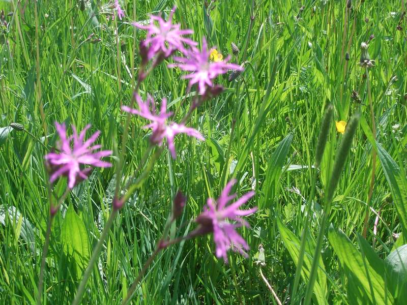 Lokation: Deutschland | Niedersachsen | Hitzacker Hitzacker | Laake Kategorien: Datum: 11.05.2008