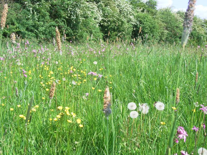 Lokation: Deutschland | Niedersachsen | Hitzacker Hitzacker | Laake Kategorien: Datum: 11.05.2008