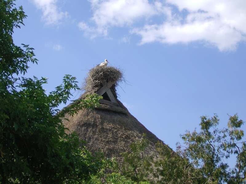 Lokation: Deutschland | Niedersachsen | Hitzacker Grabau | Wussegel Kategorien: Datum: 11.05.2008