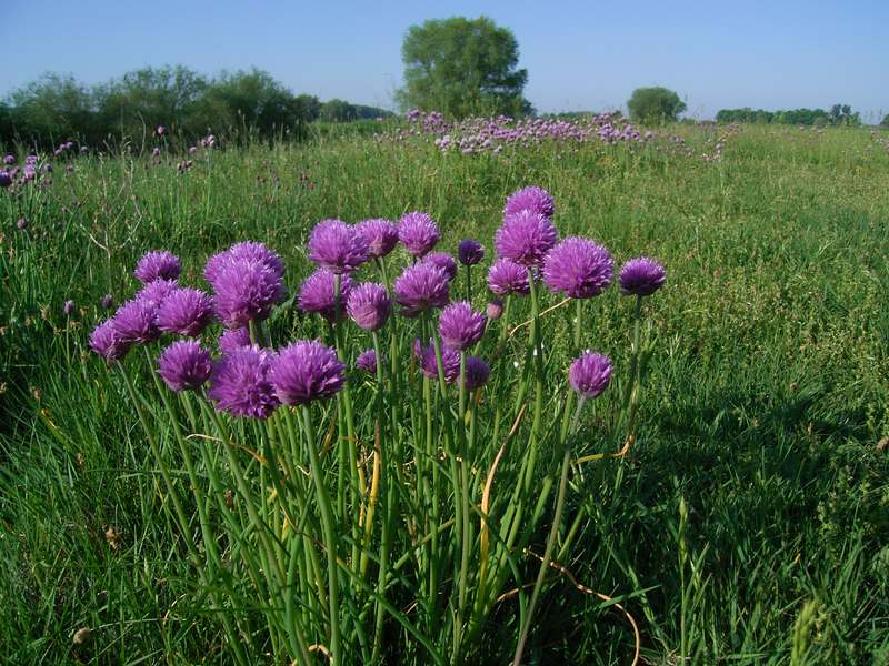 Lokation: Deutschland | Niedersachsen | Damnatz Damnatz | Damnatz Kategorien: Datum: 12.05.2008