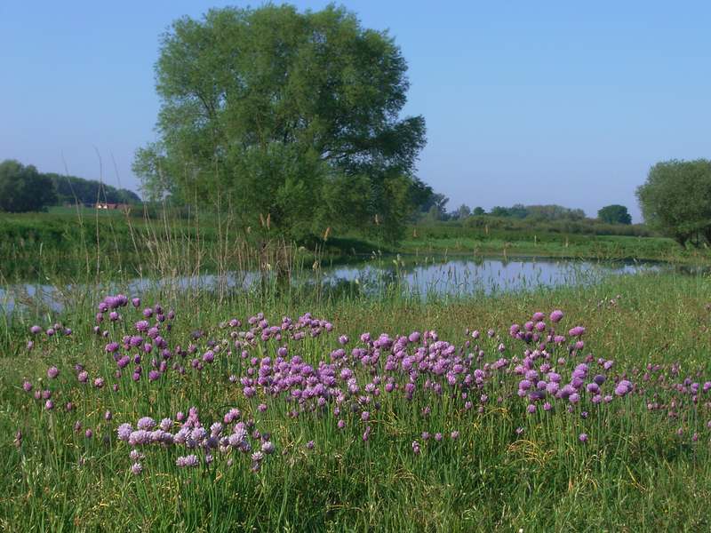 Lokation: Deutschland | Niedersachsen | Damnatz Damnatz | Damnatz Kategorien: Datum: 12.05.2008