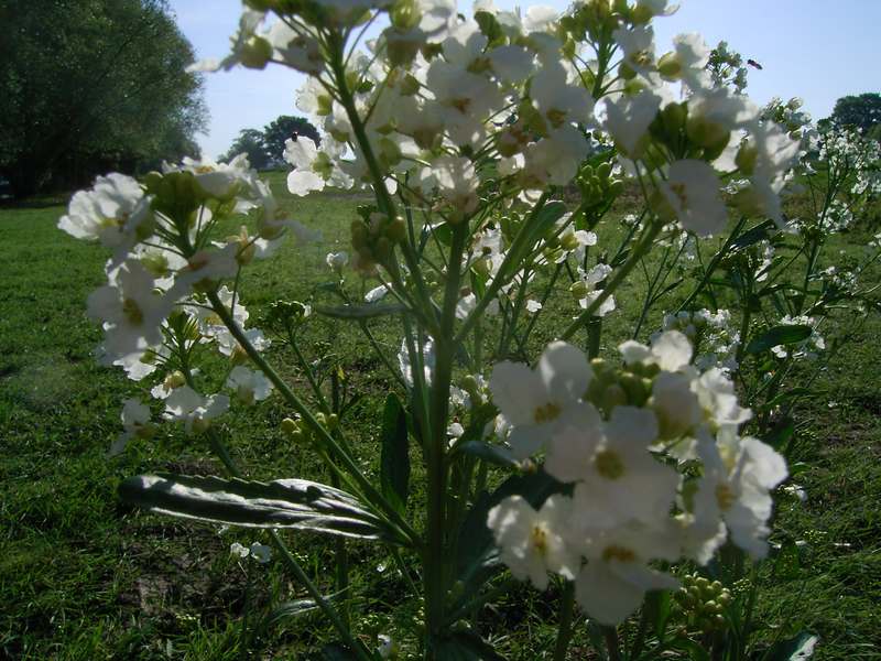 Lokation: Deutschland | Niedersachsen | Damnatz Damnatz | Damnatz Kategorien: Datum: 12.05.2008