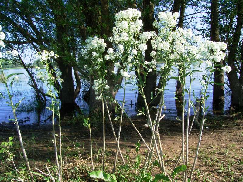 Lokation: Deutschland | Niedersachsen | Damnatz Damnatz | Damnatz Kategorien: Datum: 12.05.2008