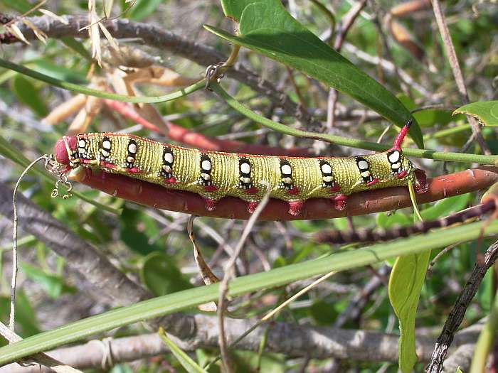 Lokation: Menorca Kategorien: Schmetterlinge, Datum: 23.06.2004