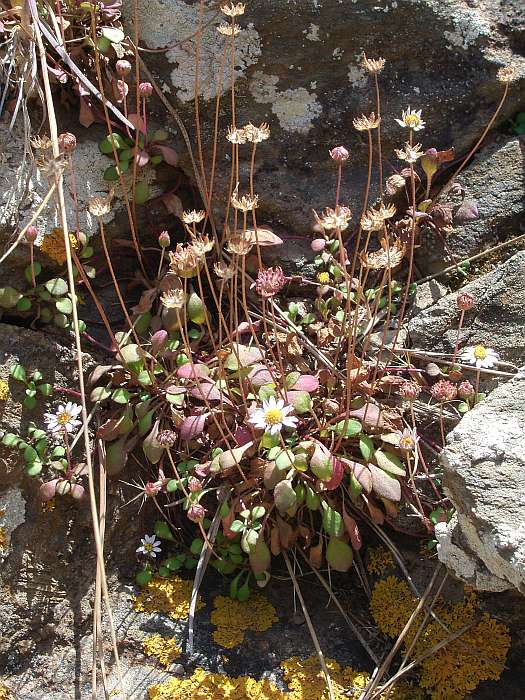 Lokation: Menorca Kategorien: Habitus, Datum: 23.06.2004