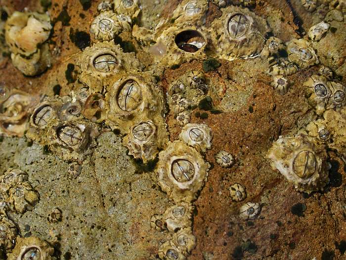 Lokation: Menorca Kategorien: Meer, Tiere, Datum: 28.06.2004