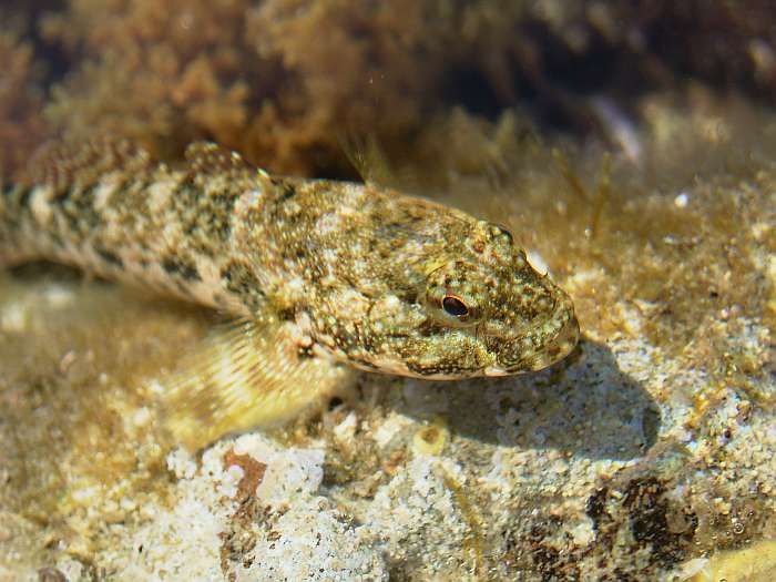 Lokation: Menorca Kategorien: Meer, Fische, Datum: 28.06.2004