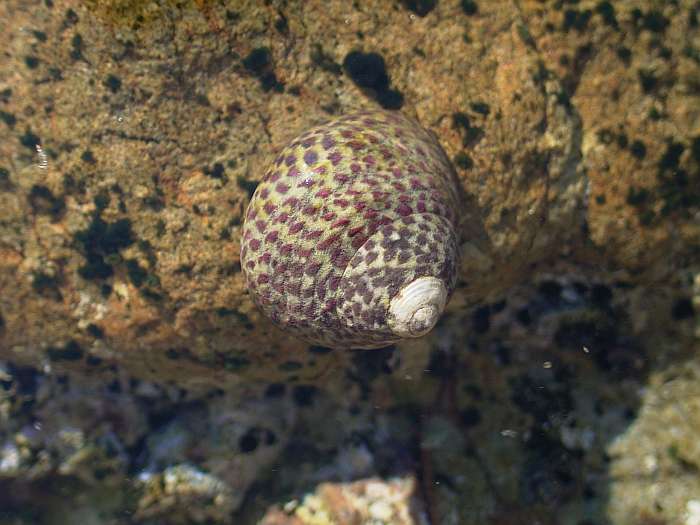 Lokation: Menorca Kategorien: Meer, Tiere, Datum: 28.06.2004