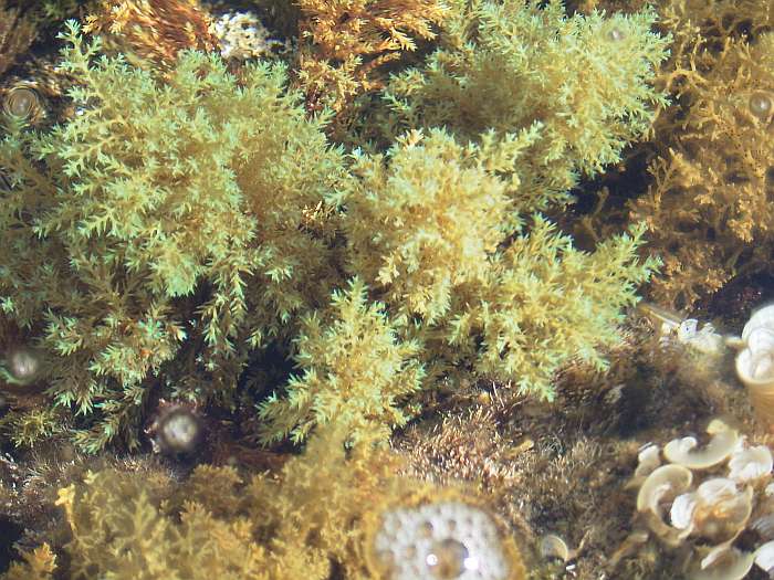 Lokation: Menorca Kategorien: Meer, Habitus, Datum: 28.06.2004