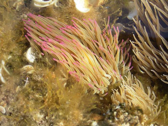 Lokation: Menorca Kategorien: Meer, Tiere, Datum: 28.06.2004