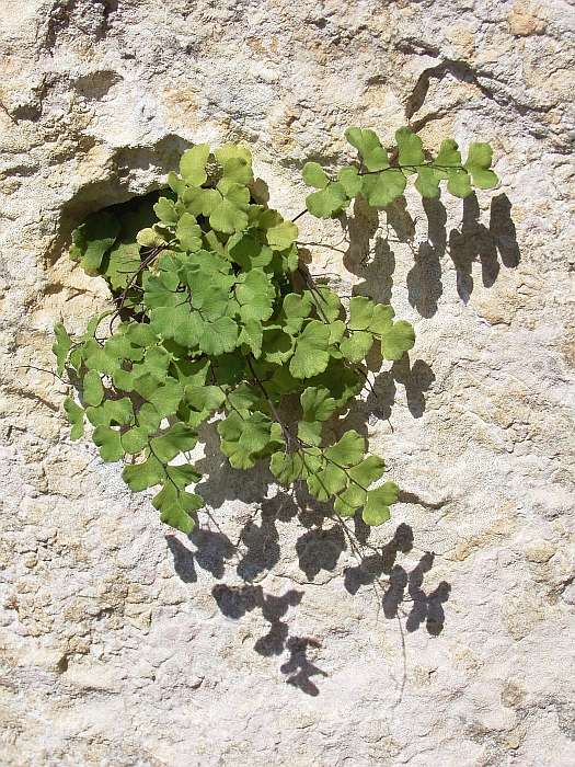 Lokation: Menorca Kategorien: Habitus, Datum: 30.06.2004