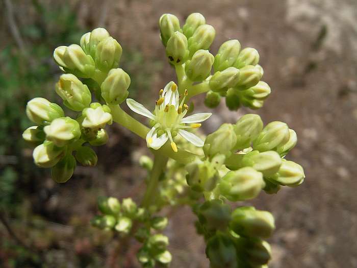 Lokation: Menorca Kategorien: Blüte, Datum: 30.06.2004