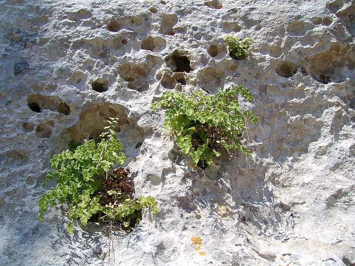 Lokation: Menorca Kategorien: Vegetation, Felsen, Datum: 30.06.2004