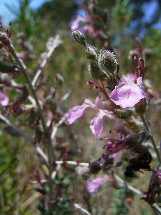 Lokation: Menorca Kategorien: Blüte, Datum: 30.06.2004