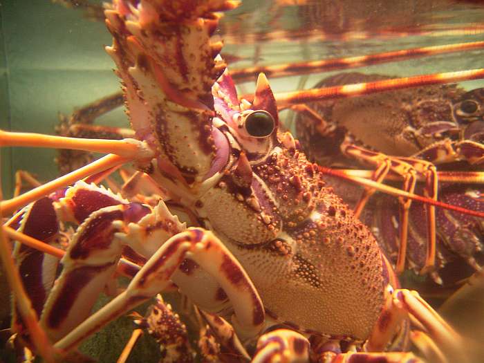 Lokation: Menorca Kategorien: Tiere, Unterwasser, Kulinarisches, Datum: 30.06.2004