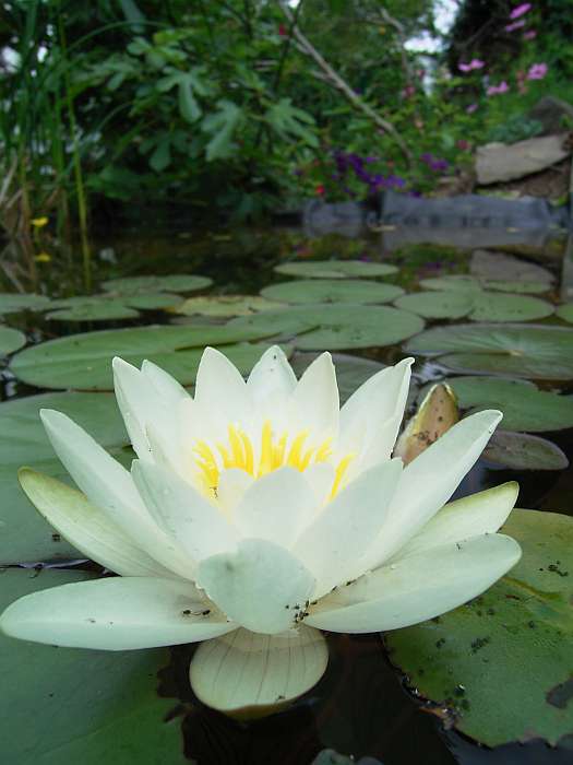 Lokation: Zuhause Kategorien: Blüte, Teich, Datum: 11.07.2004