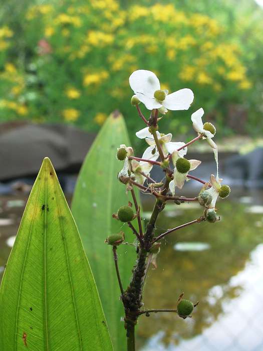 Lokation: Zuhause Kategorien: Blüte, Teich, Datum: 11.07.2004