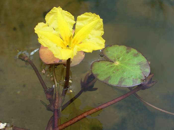 Lokation: Zuhause Kategorien: Blüte, Teich, Datum: 11.07.2004