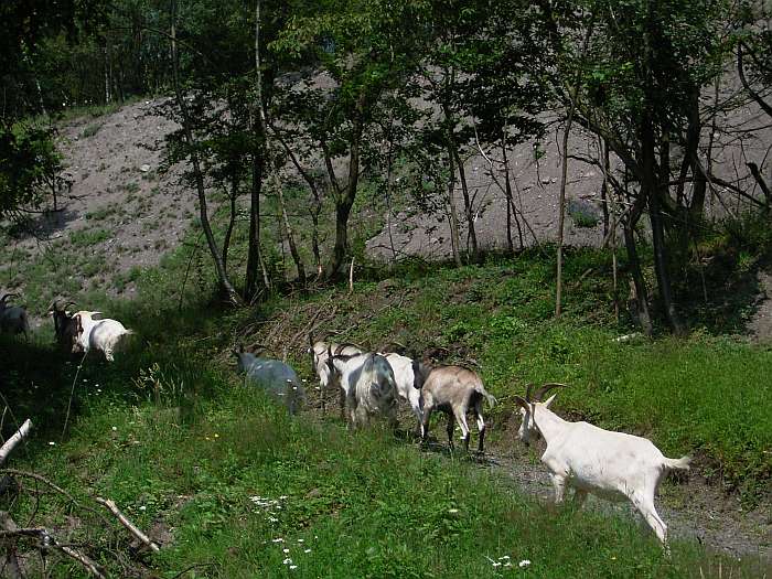 Lokation: Grube Weiß Kategorien: Landschaftsplanung, Datum: 24.07.2004