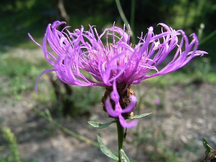 Lokation: Grube Weiß Kategorien: Blüte, Datum: 24.07.2004