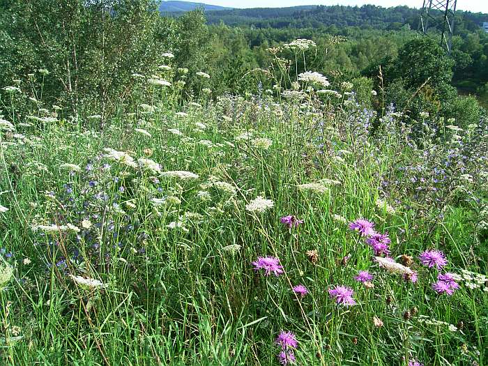 Lokation: Grube Weiß Kategorien: Vegetation, Datum: 24.07.2004