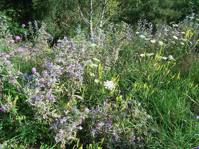 Lokation: Grube Weiß Kategorien: Vegetation, Datum: 24.07.2004